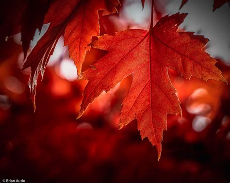 Fall Red Leaves on Behance