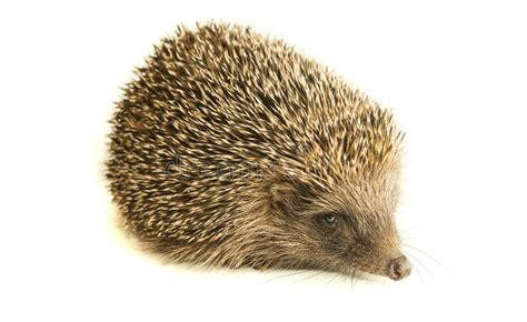 Hedgehog Animal With Spikes Isolated Stock Photo - Image of spiny, funny: 169503502