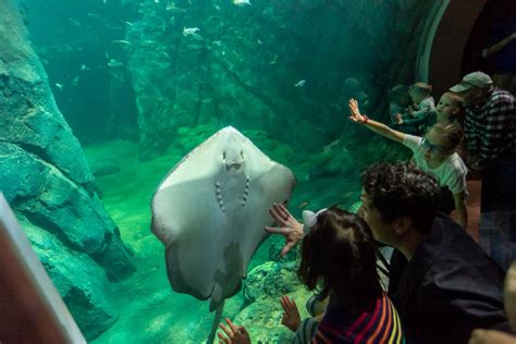 Explore the St Louis Aquarium at Union Station