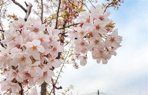 South Korea Cherry Blossom Guide 2020 — The Only Guide You’ll Need - The Travel Intern