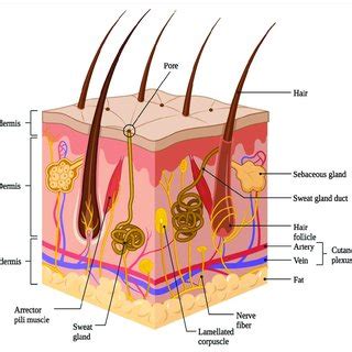 Schematic representation of basic human skin anatomy depicting the... | Download Scientific Diagram