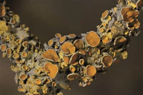 Lichen Identification – Field Studies Council