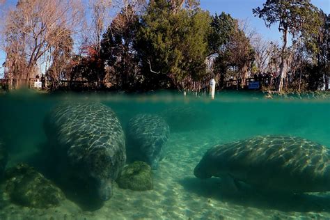 Crystal River Manatee Season: A Year-Round Adventure Amidst Nature's Beauty — Crystal River ...