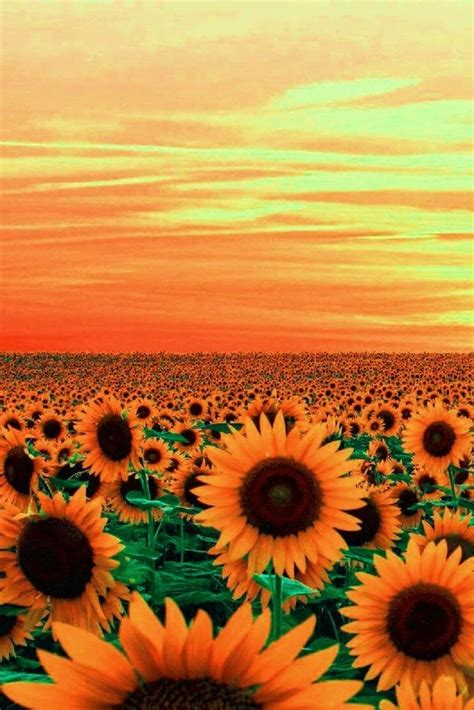 Sunflower Field Wallpaper | Sonnenblumen, Blumen