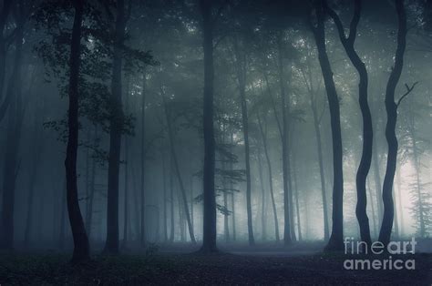 Dark forest with fog Photograph by Photo Cosma - Fine Art America