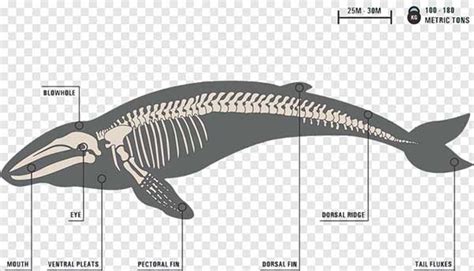 Latest Addition to Classroom - Blue Whale Skeleton | My Dinosaurs