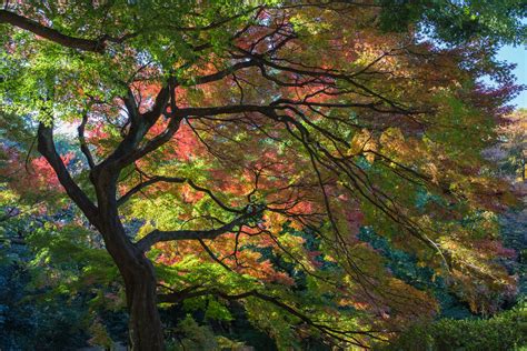 Shinjuku Gyoen Park: Early Autumn Foliage | TiptoeingWorld