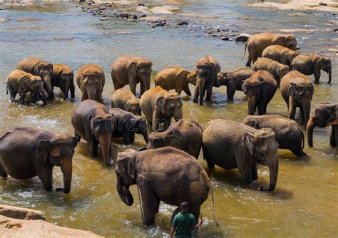 Large Elephant Herd, Asian Elephants Swimming Playing and Bathing in River Sri Lanka Stock Photo ...