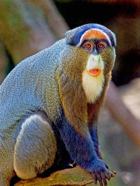 Colorful Mandrill Monkey Sitting on a Tree Branch