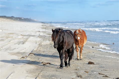 Wild Horses on the Beach Photograph by Fon Denton - Fine Art America