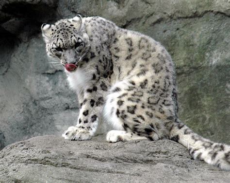 Snow Leopard Animal, Snow Leopard in Ladakh | KashmirHills.com