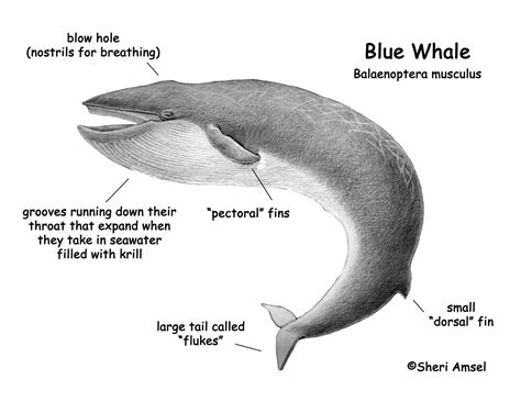 Baleen Whale Anatomy - Calm Water = Calm Whales, and the Reverse is True Too ... - Baleen whales ...