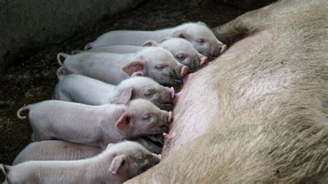 Pig Farming for Beginners – Starter Guide