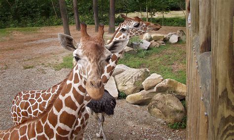 Reticulated Giraffe :: Riverbanks Zoo & Garden