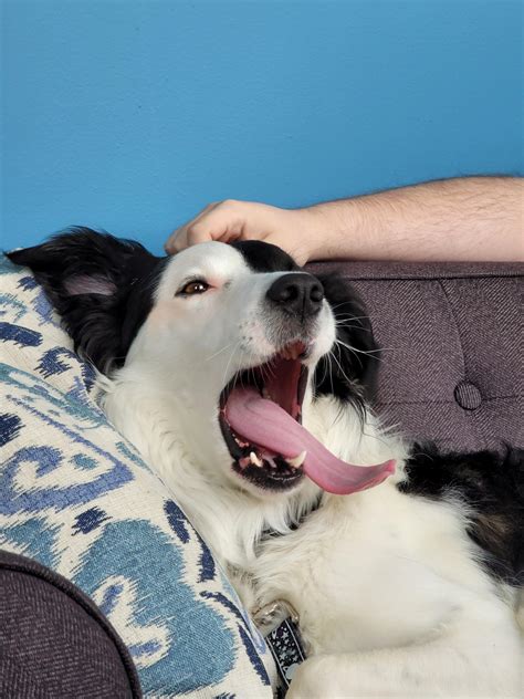 Jack The Border Collie therapy dog is the derpiest : r/AnimalsBeingDerps