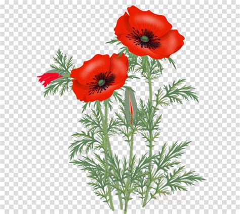 Poppy Flower Clipart Png Clip Art Library - vrogue.co