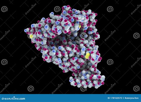 Human ACE2 receptor stock illustration. Illustration of disease - 178163572