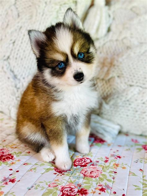 Adorable Mini & Toy-Sized Pomsky Puppies Coming Soon