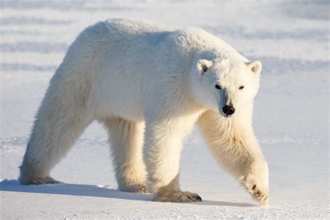 Polar Bear Image, Animal Polar Bear, #2535