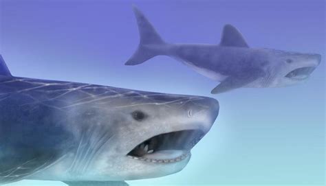 Idaho Was Once Swarming with Ancient Buzz-Saw-Faced Sharks | Shark ...