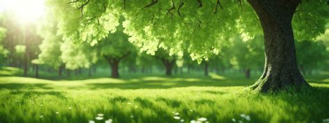 Animated Background Forest Stock Photos, Images and Backgrounds for ...