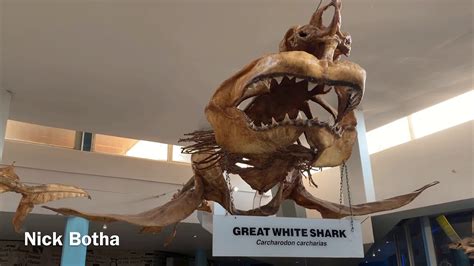 Great White Shark Skeleton - YouTube