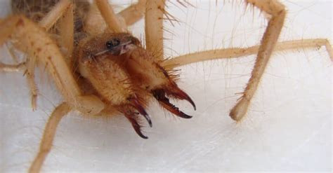 Are Camel Spiders Poisonous or Dangerous? - IMP WORLD