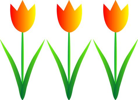 Three Colorful Spring Tulips - Free Clip Art