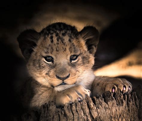 Baby Lion Cubs Wallpapers - Top Free Baby Lion Cubs Backgrounds ...