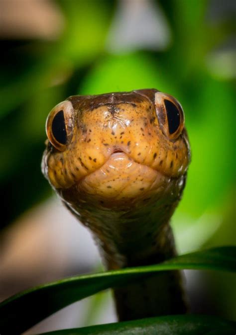Pareas carinatus by Darrell Raw on 500px | Snake venom, Amphibians, Animals