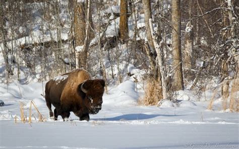 bison, Buffalo, Landscapes, Winter, Snow, Animals, Wildlife, Tees ...