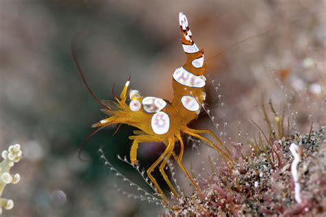 Squat Shrimp Photograph by Andrew Martinez | Fine Art America