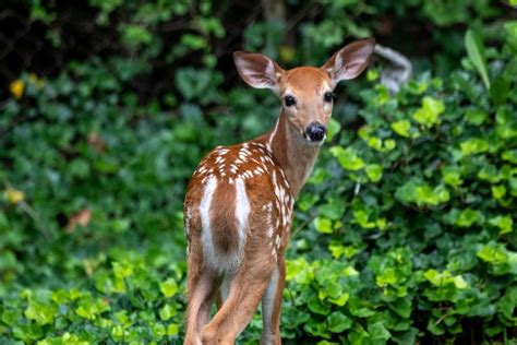 Pet Baby Deer at This Wildlife Center 90 Minutes From St. Cloud