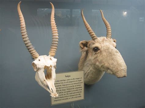 Saiga Antelope Facts, Habitat, Extinction, Life Cycle, Baby, Pictures