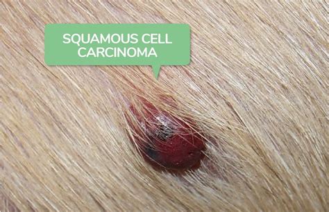 Squamous Cell Carcinoma in Dogs | Symptoms & Diagnosis (2022)