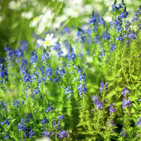 Midsummer flowers Photograph by Mikael Jenei | Fine Art America