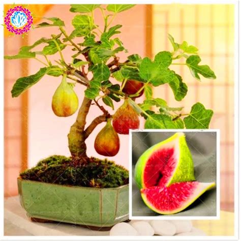 100pcs bonsai Figs,Edible Fruit Bonsai Tree , rare red fig Ficus carica perennial Tropics indoor ...