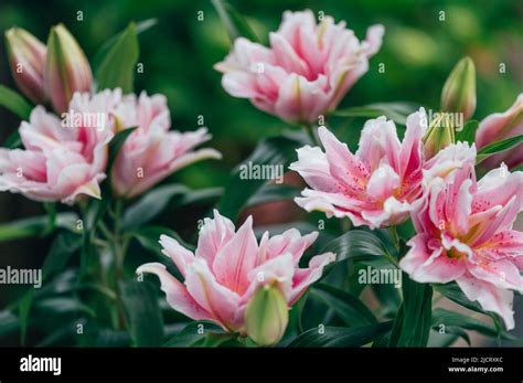 Scented pollen-free double lilies Stock Photo - Alamy