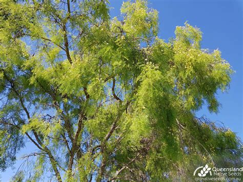 Vachellia bidwillii "Corkwood Wattle" - Plant Profiles - Queensland Native Seeds