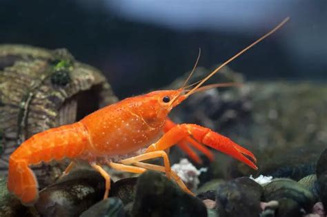 Mexican Dwarf Crayfish - The Complete Practical Care Guide