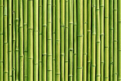 Green Bamboo Sticks – Print A Wallpaper