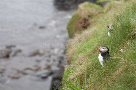 Puffins on Cliffside of Staff Island Stock Photo - Image of large, grass: 163205176