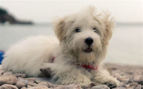 Westie Poodle Mix: Everything You Need To Know