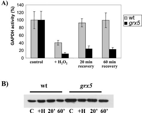 Inhibition and recovery of GAPDH enzyme activity in a grx5 mutant. A ...