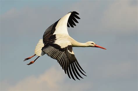 How the stork became a symbol of childbirth in the Netherlands ...