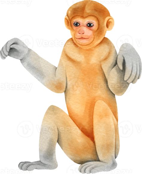 Baby Proboscis Monkey 29725097 PNG