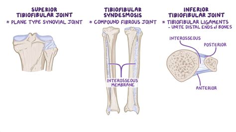 Distal Tibiofibular Joint Ankle