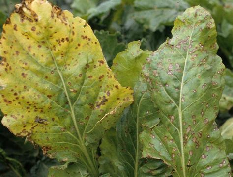 Cercospora Leaf Spot Detected in Sugarbeets | CropWatch | University of Nebraska–Lincoln