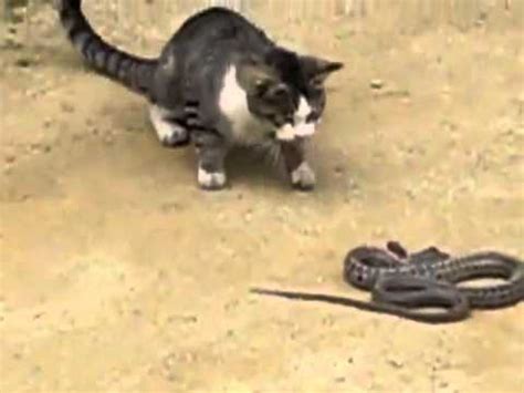 Cat vs snake in a fight to the death! See who wins! - YouTube