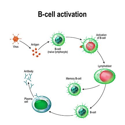 B Cells